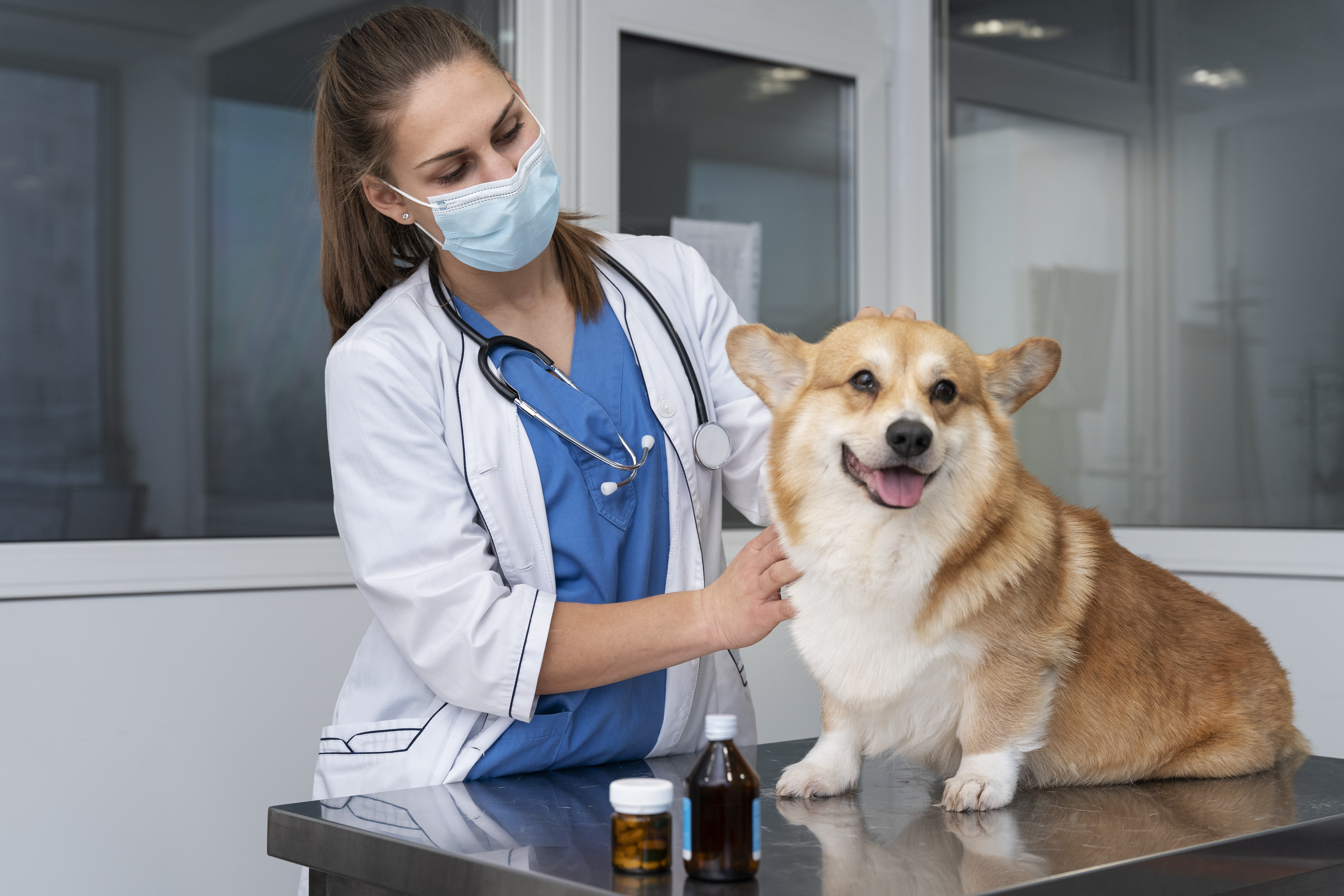 Veterinarian with a dog